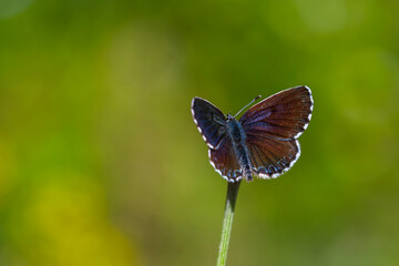 a wonderful little butterfly with black dots,Checkered Blue, Scolitantides orion