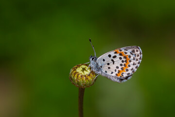 a wonderful little butterfly with black dots,Checkered Blue, Scolitantides orion