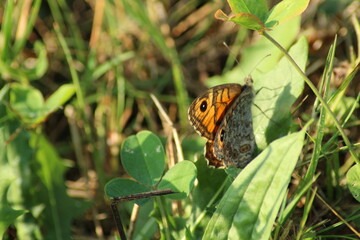 close-up of a Wall brown butterfly (Lasiommata megera) in a meadow, Czech republic
