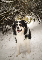 Tricolor border collie is running on the field in the snow. He is so fluffy dog.	