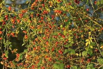 Ripe rose hips on a bush. Rosehip. Fruit and vegetables. Plant and plants. Tree and trees. Nature photography. Beautiful autumn background with red hips
