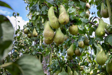 Conference peren in de boomgaard, klaar om geplukt te worden door de fruitteler