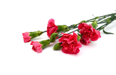 Stack Carnations on white background