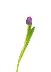 Colorful tulip flowers isolated on white