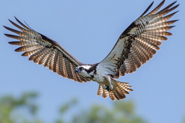 Obraz premium Majestic Bird Soaring Through the Clear Blue Sky with Elegance