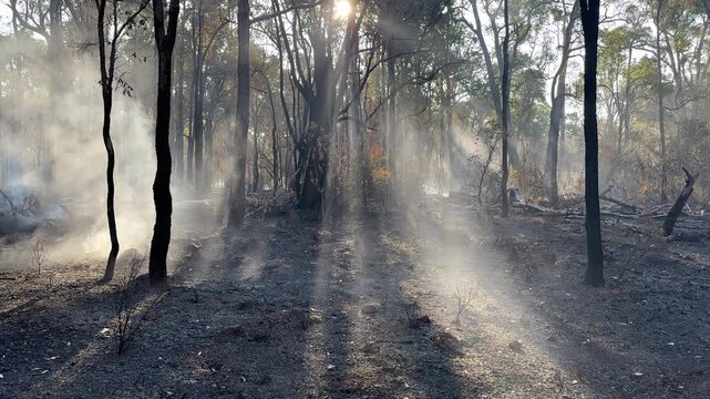 Bushfire aftermath in Australian bush with burnt out trees and smoke