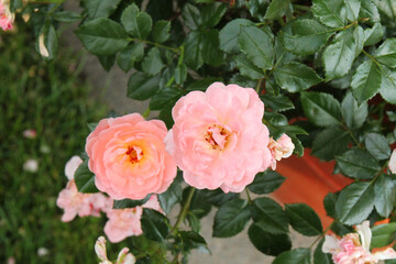 unch of rosy roses isolated in the garden