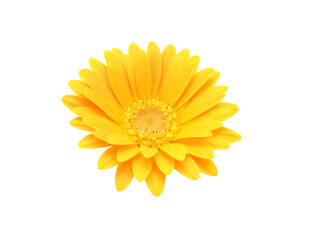 Close-up yellow daisy flower isolated on white background