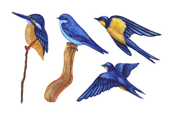 Naklejka premium collection of bluebirds