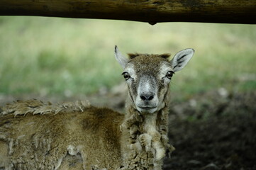 Obraz premium European mouflon (Ovis orientalis musimon) in the French Alps – wild mountain sheep in natural habitat