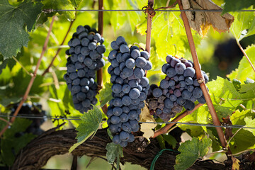 Bunches of red grapes ripe, ready to be harvested for the vintage of the wine. 