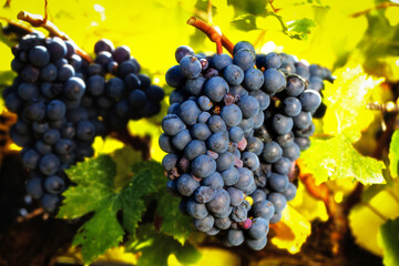 Close up of cabernet wine grapes on vine with blurred fall colors.