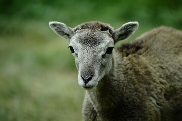 Obraz premium close up of a sheep