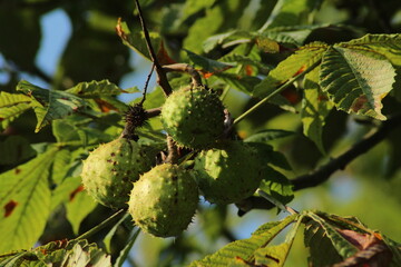 Prickly green chestnut. Chestnut macro in the garden in autumn outdoors. conkers - chestnut tree....