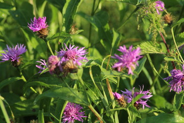 Brown knapweed (Centaurea jacea) in a summer meadow in morning with morning dew, Flower, Czech republic, Europe. Beautiful floral background
