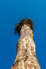 nest is perched on a tree trunk