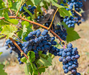 A cluster of ripe vibrant grapes