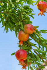 Red ripe pomegranate fruits grow on pomegranate tree