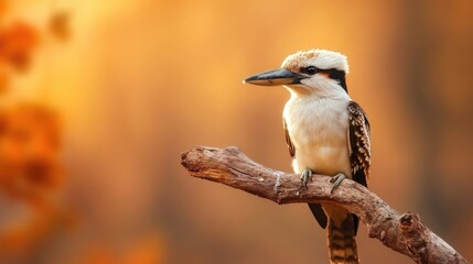 Fototapeta premium Kookaburra Perched on a Branch in Golden Sunlight