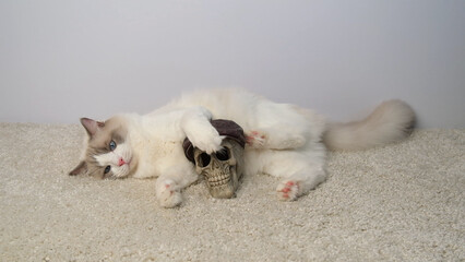 A white cat lies near a human skull.