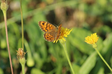 Obraz premium close-up of a Wall brown butterfly (Lasiommata megera) in a meadow, Czech republic 