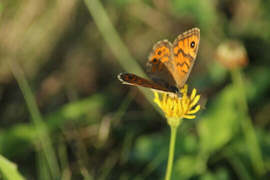 close-up of a Wall brown butterfly (Lasiommata megera) in a meadow, Czech republic
