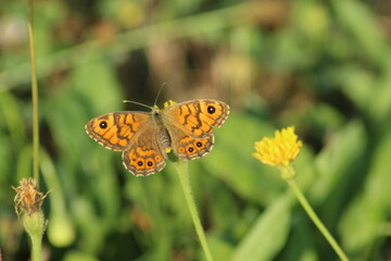 close-up of a Wall brown butterfly (Lasiommata megera) in a meadow, Czech republic
