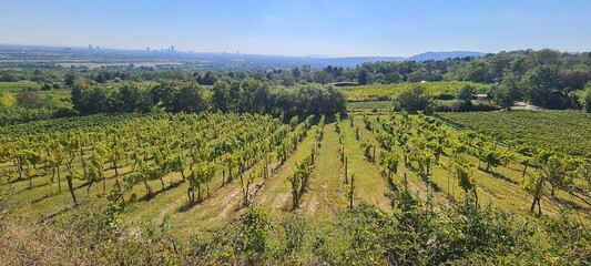 Naklejka premium Unterwegs in den Weinbergen 
