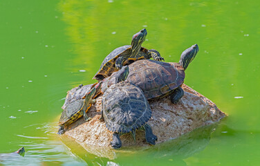 red-eared turtles basking in the sun