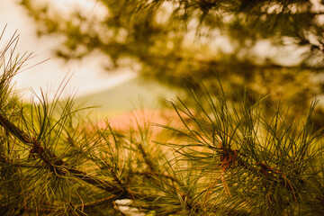 The texture of pine. Pine needles.