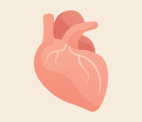 Cardiology medical heart, human heart illustration