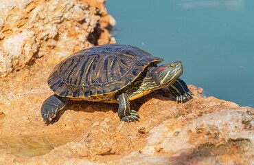 red-eared turtles basking in the sun