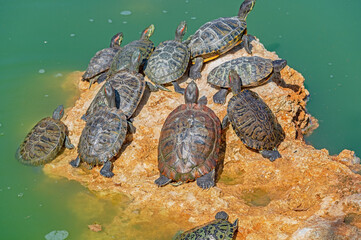 red-eared turtles basking in the sun