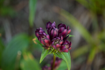 Gentiana purpurea , the purple gentian
