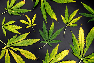 Yellow colored autumn marijuana leaves isolated on black background, withered cannabis leaves