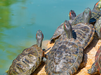 red-eared turtles basking in the sun