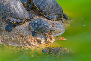 red-eared turtles basking in the sun