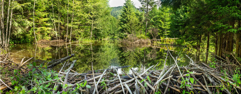 Nice view over a beaver pond. Scenic beaver landscape. Beaver dam and pond.