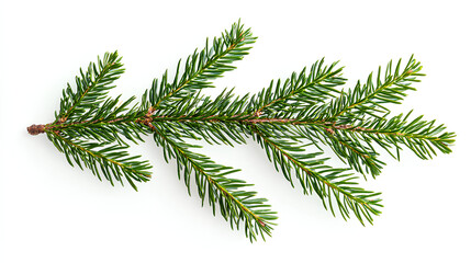 Long green branch of a tree with a few brown tips