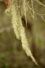 Spanish moss