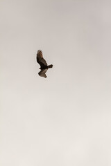 vulture in flight