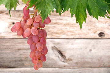 Fresh pink grapes hanging from a vine with green leaves isolated on wooden background with copy...