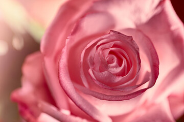 Fototapeta premium Close-up of a blooming pink rose in water droplets. Beautiful floral texture