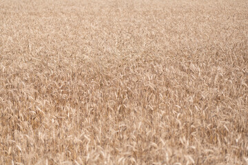 Harvesting at crop field. Ripe barley agriculture. Harvest at field. Crop harvest. Harvesting corn in autumn. Agricultural wheat field during harvest time. Countryside crop. Organic crops