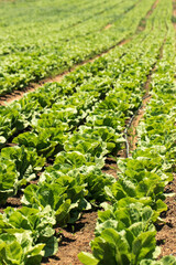 cabbage field in the south of Israel