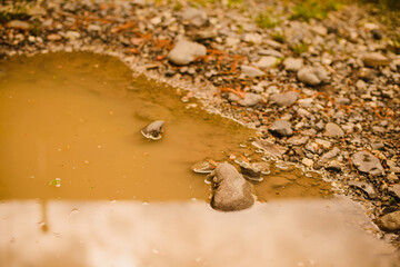 Autumn puddle with a reflection of the sky and trees