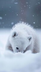 Obraz premium Adorable Polar Bear Cub Playing in Snow - Winter Wildlife Photography for Posters & Nature Designs
