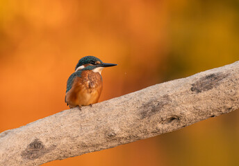Common European Kingfisher (Alcedo atthis) sitting on the branch with a fish in the beak and autumn colorful background