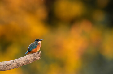 Common European Kingfisher (Alcedo atthis) sitting on the branch with a fish in the beak and autumn colorful background