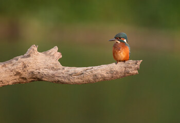 Common European Kingfisher (Alcedo atthis) sitting on the branch with a fish in the beak and autumn colorful background